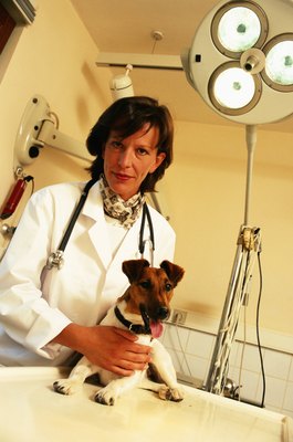 David De Lossy/Photodisc/Getty Images Always seek veterinary care if you think your dog has tapeworms.