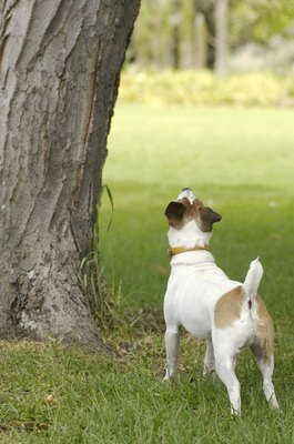Kane Skennar/Photodisc/Getty Images Whether a Jack Russell or Parson Russell, this terrier is smart, energetic and engaging.