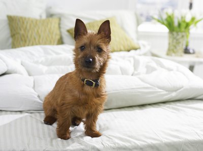 Digital Vision./Photodisc/Getty Images Keeping your dog off the bed can help prevent accidents.