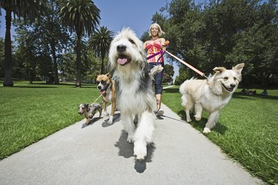 Brand X Pictures/Stockbyte/Getty Images Take time when introducing a new dog to your pack.
