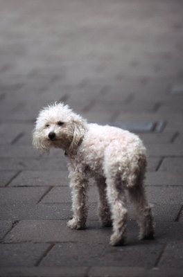 John Foxx/Stockbyte/Getty Images Tear stains are obvious on white dogs.