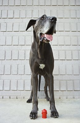 Brand X Pictures/Brand X Pictures/Getty Images Dogs with long legs and tall frames will benefit from an elevated feeder.