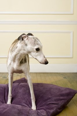 Image Source/Photodisc/Getty Images A dog's separation anxiety is comparable to a person's panic attack.
