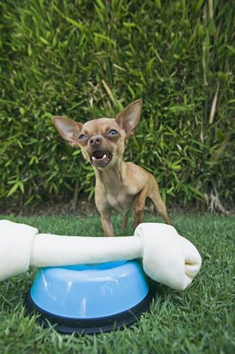 Brand X Pictures/Brand X Pictures/Getty Images Small dogs need meals and treats appropriate for their size.