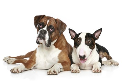 Marina Maslennikova/iStock/Getty Images Combining a boxer with a bull terrier may give you one terrific dog.