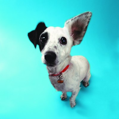 Photodisc/Photodisc/Getty Images Dogs may find some high-frequency noises distracting and uncomfortable.