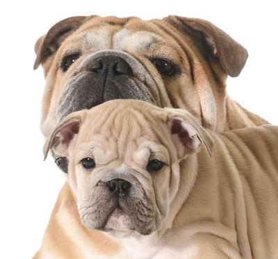 WilleeCole/iStock/Getty Images It takes a bit over a year to go from baby to adult.
