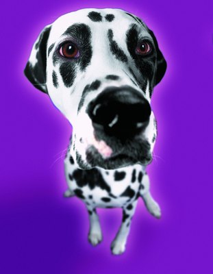 Photodisc/Photodisc/Getty Images "Bring me to the vet's office for regular appointments, please?"