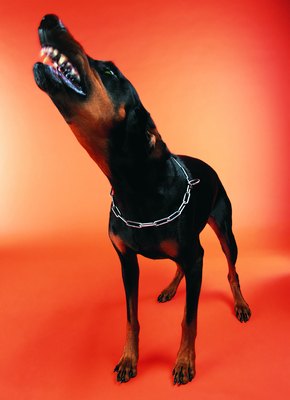 Photodisc/Photodisc/Getty Images A good bark will stop most strangers in their tracks.