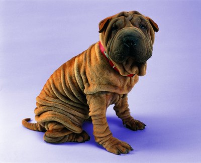 Photodisc/Photodisc/Getty Images The chow chow and shar pei are two dog breeds where purplish-black tongue color is normal.