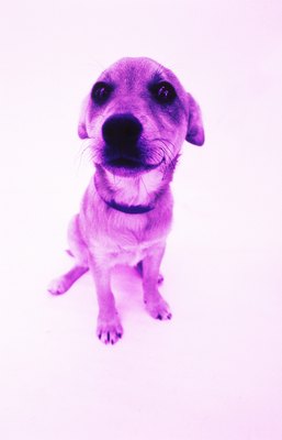 George Doyle/Stockbyte/Getty Images Learn to read your dog's body language.