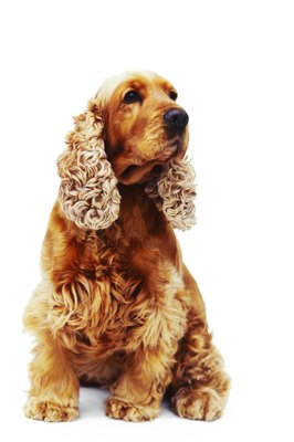 George Doyle/Stockbyte/Getty Images Cocker spaniels are one breed with a predisposition for extramedullary plasmacytomas.