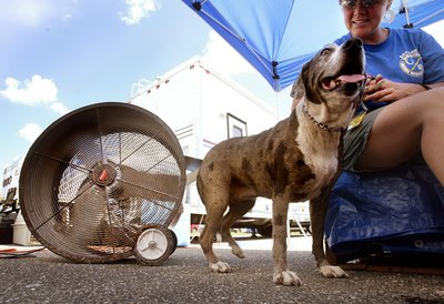 Mario Tama/Getty Images News/Getty Images Expose your Catahoula to friendly people.