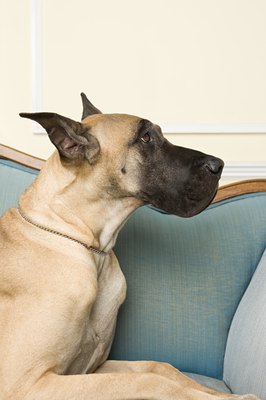 Image Source/Photodisc/Getty Images Apart from the basenji, the Great Dane is considered the quietest dog.