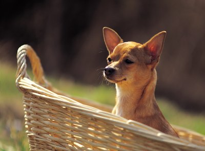 Photos.com/Photos.com/Getty Images Toy breed dogs such as the Chihuahua are prone to tracheal collapse.
