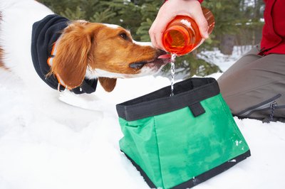 Jupiterimages/Photos.com/Getty Images A portable pet dish is a good way to keep your pooch hydrated on an excursion.