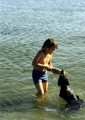 Ablestock.com/AbleStock.com/Getty Images Dogs often pick up leptospirosis through contact with contaminated water.