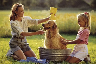 Comstock/Comstock/Getty Images Dogs don't need frequent baths.