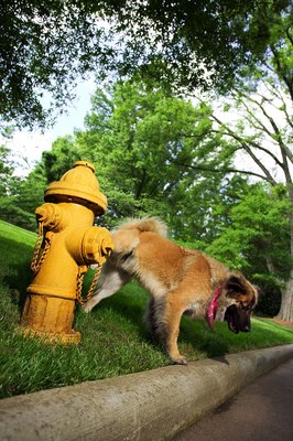 Thinkstock/Comstock/Getty Images Leg hiking outdoors is not as unsanitary as indoor marking.
