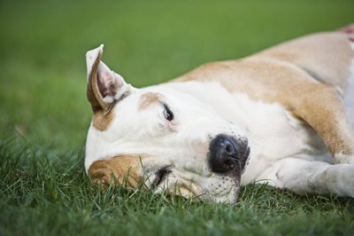 Brand X Pictures/Stockbyte/Getty Images Lack of energy, fainting and collapse are possible signs of fluid in a dog's chest cavity.