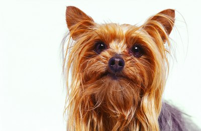 George Doyle/Stockbyte/Getty Images "Teacup" is a size description and not a type of Yorkie.