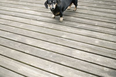 Brand X Pictures/Brand X Pictures/Getty Images A dog will often back up when he's anxious.