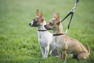 Brand X Pictures/Stockbyte/Getty Images Limiting your dog's exercise keeps him from overexertion and coughing.