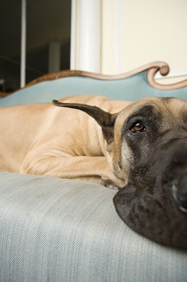 Image Source/Photodisc/Getty Images Great Danes love a comfortable sofa.