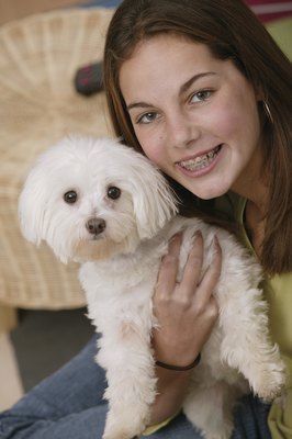 Comstock/Stockbyte/Getty Images The bichon frise -- the "chon" in Maltichon.