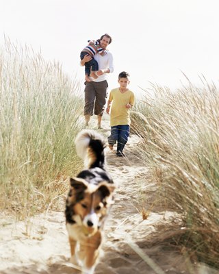 Image Source/Photodisc/Getty Images Shepherds need lots of exercise.