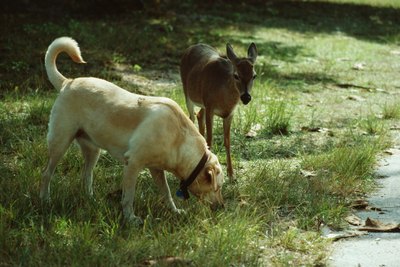 Photos.com/Photos.com/Getty Images Sometimes dogs just eat grass.