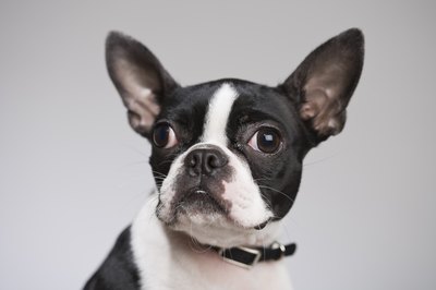 Jupiterimages/Comstock/Getty Images "I may look like a bat, but these ears practically clean themselves!"
