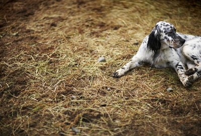 Thomas Northcut/Lifesize/Getty Images "This looks like the perfect spot to lather myself in dirt and bad smells."