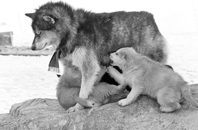 Hemera Technologies/AbleStock.com/Getty Images Nesting behavior is common in mother dogs right before going into labor.