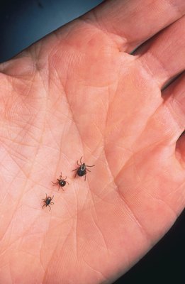 Getty Images/Getty Images News/Getty Images Check your dog for ticks after being in an area where exposure is possible.