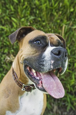 Brand X Pictures/Brand X Pictures/Getty Images A dog with stomatitis will have oral inflammation and excessive drooling.