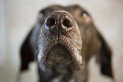 Image Source/Photodisc/Getty Images Chicken broth can help a dog with sinus problems.