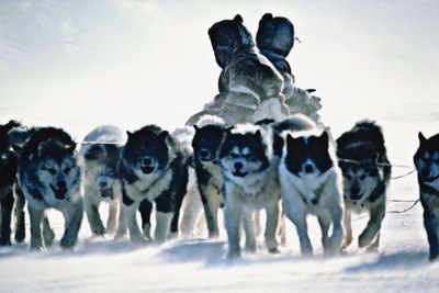 Jupiterimages/Photos.com/Getty Images Husky is synonymous with sled dog, even though not every sled dog is a husky.