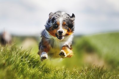 Bigandt_Photography/iStock/Getty Images "I'm coming as fast as I can!"