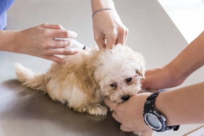 ThamKC/iStock/Getty Images Laws in every state require regular rabies vaccinations for dogs.