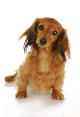 WilleeCole/iStock/Getty Images The long-haired dachshund requires regular grooming.