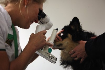 Dan Kitwood/Getty Images News/Getty Images Pets are given a full exam before given anesthesia.