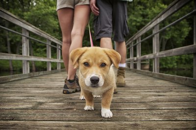 aaron_belford/iStock/Getty Images The American Kennel Club recommends keeping dogs on a leash when away from home to prevent accidents and injuries.