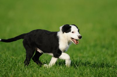 David & Micha Sheldon/F1online/Getty Images A dog's tongue actually gets bigger when he pants.