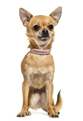 GlobalP/iStock/Getty Images Teacup Chihuahua puppies are so small that they can fit into a teacup.