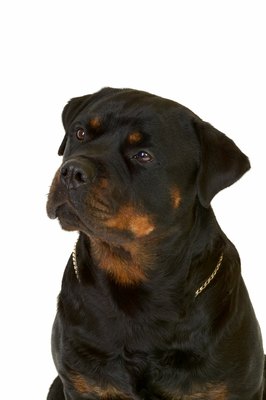 George Doyle & Ciaran Griffin/Stockbyte/Getty Images Rottweilers have a high incidence of osteosarcoma.