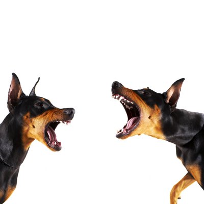 Thomas Northcut/Digital Vision/Getty Images Tetanus is most likely to occur if your dog has suffered a significant wound or injury.