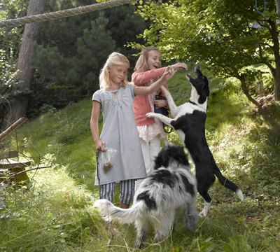 Liquorice/Lifesize/Getty Images Canines love cookies as much as kids do.