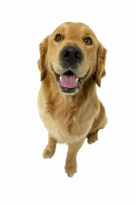 George Doyle & Ciaran Griffin/Stockbyte/Getty Images Apply Frontline between your pup's shoulders monthly.