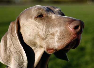 Ryan McVay/Photodisc/Getty Images The ears are prime breeding grounds for yeast infections.